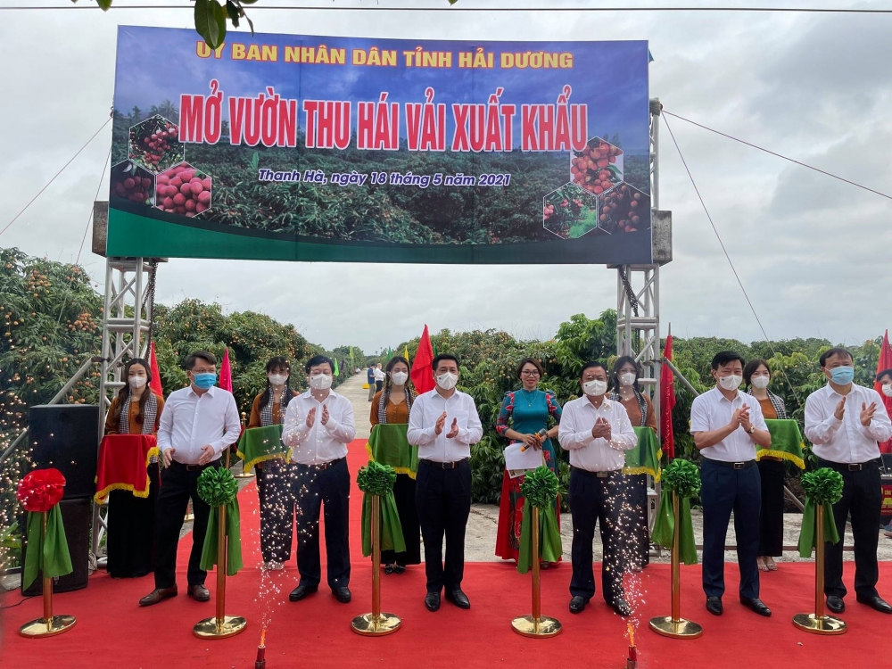 Hội nghị kết nối, xúc tiến tiêu thụ vải thiều Thanh Hà kết nối trực tuyến với 12 quốc gia