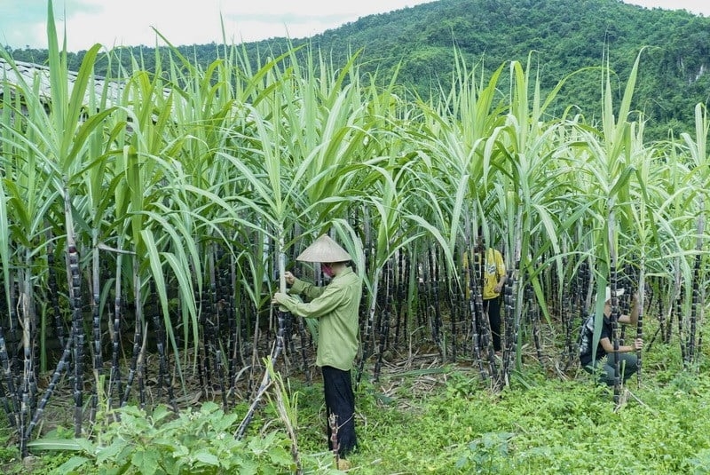 Việt Nam chính thức áp thuế chống bán phá giá với đường mía từ Thái Lan