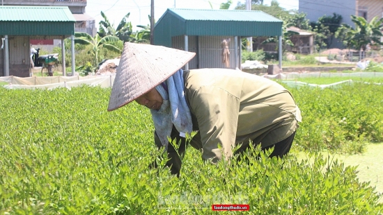 Chủ động nguồn nguyên liệu sản xuất và tìm đầu ra cho sản phẩm “vùng xanh”