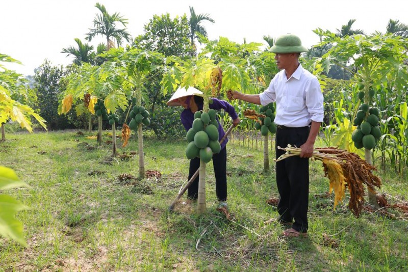 Huyện Sóc Sơn: Tích cực chuyển đổi cơ cấu cây trồng vật nuôi