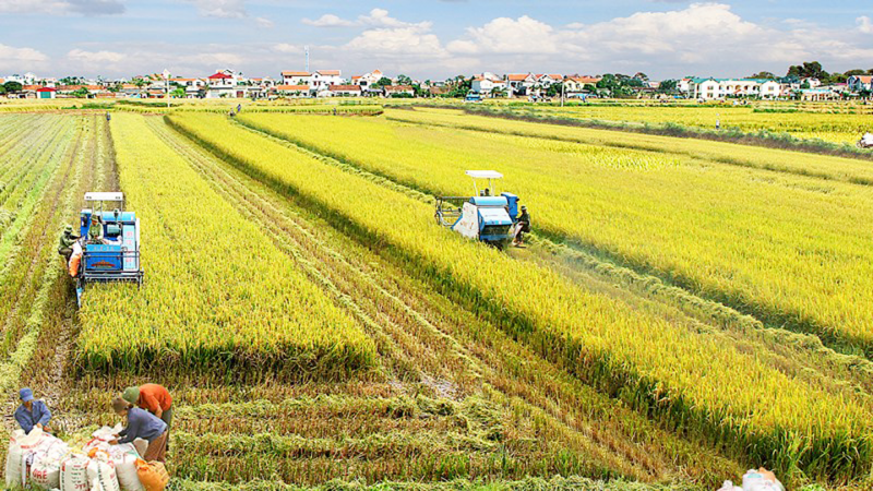 An ninh lương thực: Cùng giải bài toán tương lai