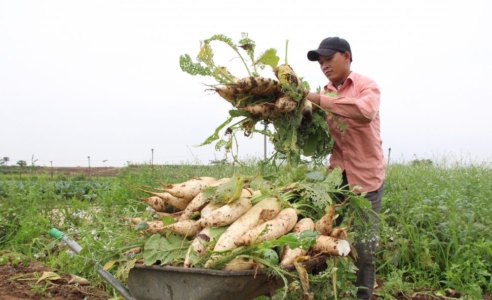 Để nông sản không còn bị “giải cứu”!