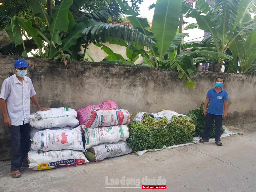 Nông dân xã Trung Châu tích cực tham gia công tác phòng, chống dịch, phục hồi kinh tế