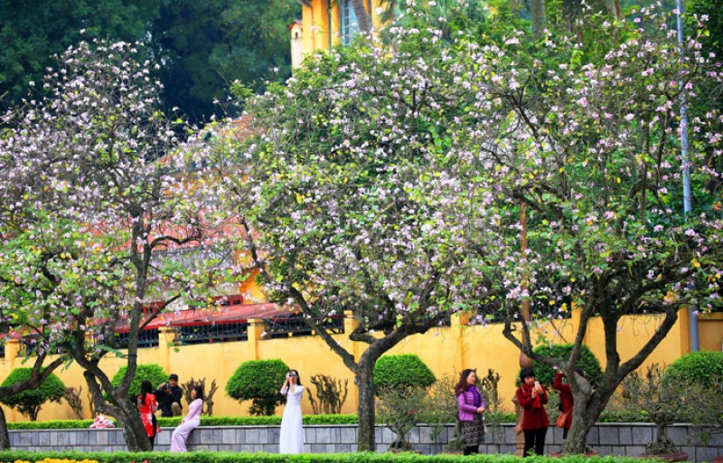 ha noi mua hoa ban ve tren pho