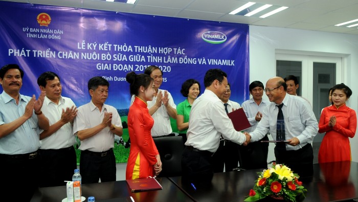 Vinamilk triển khai chăn nuôi bò sữa tại Lâm Đồng