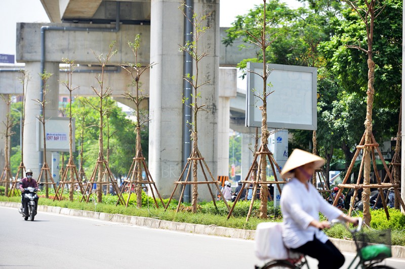 trong cay xanh duoi duong sat tren cao khong che duoc chieu cao se tao mang xanh cho do thi