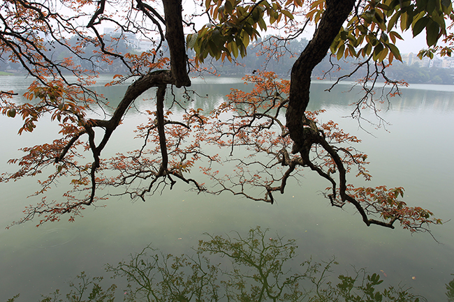 mua cay thay la ha noi dep me hon khien bao nguoi dam say