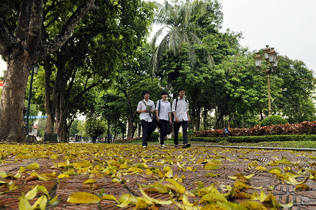 mua cay thay la ha noi dep me hon khien bao nguoi dam say