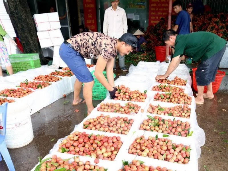 Quả vải Bắc Giang được tiêu thụ mạnh tại thị trường Trung Quốc