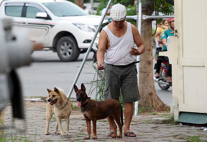 Hà Nội: Đề xuất xử lý chó thả rông trong vòng 48 giờ