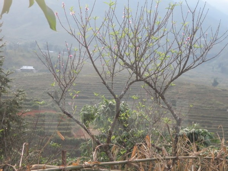 khong khi lanh tang cuong bac bo co noi xuong 16 do c