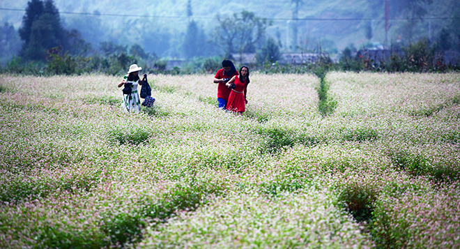 kinh nghiem bo tui cho dan phuot ha giang mua hoa tam giac mach