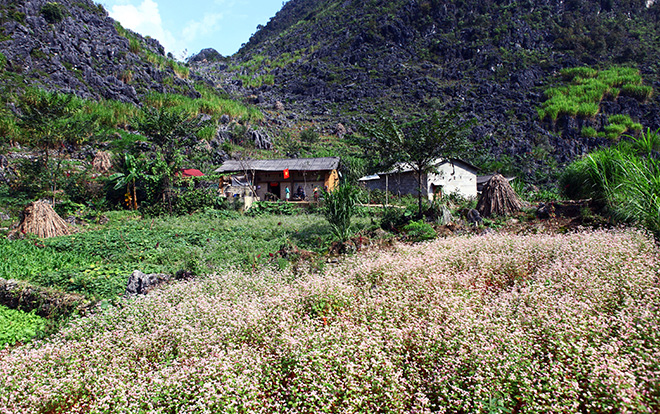 kinh nghiem bo tui cho dan phuot ha giang mua hoa tam giac mach