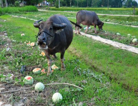 Hành tây Đà Lạt, dưa hấu Quảng Nam xếp hàng đợi "ế"