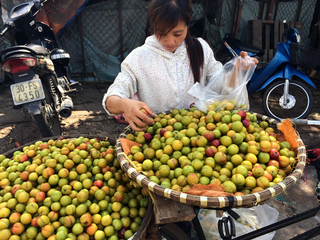 Mận Tàu đột lốt mận Sapa