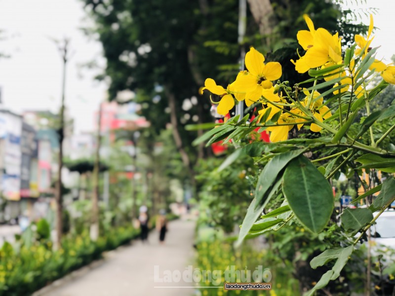 nguoi ha noi thich thu voi tuyen duong di bo xanh mat ben pho thai ha