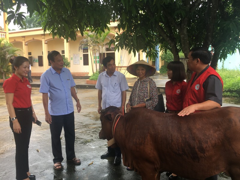 Trao bò giống tới các hộ gia đình có hoàn cảnh khó khăn ở Phú Thọ