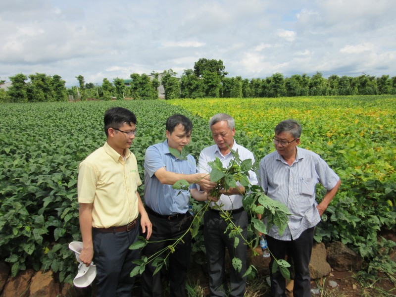 Bước tiến mới trong nghiên cứu và chọn tạo giống đậu nành