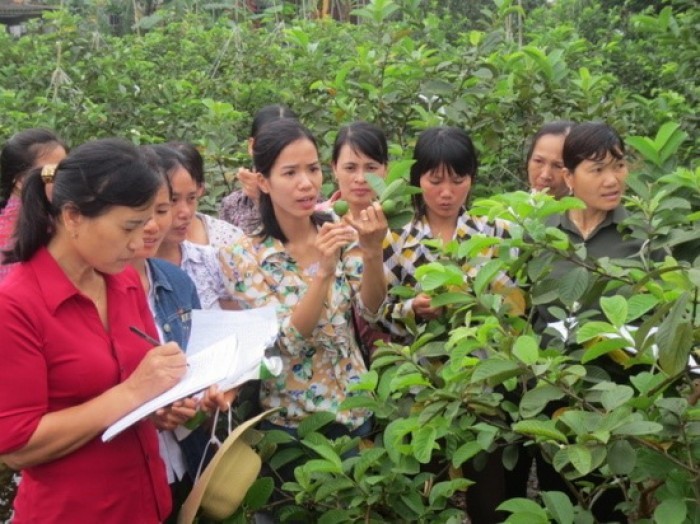 Quận Hà Đông: Hiệu quả từ việc nhân rộng các mô hình điểm sản xuất nông nghiệp