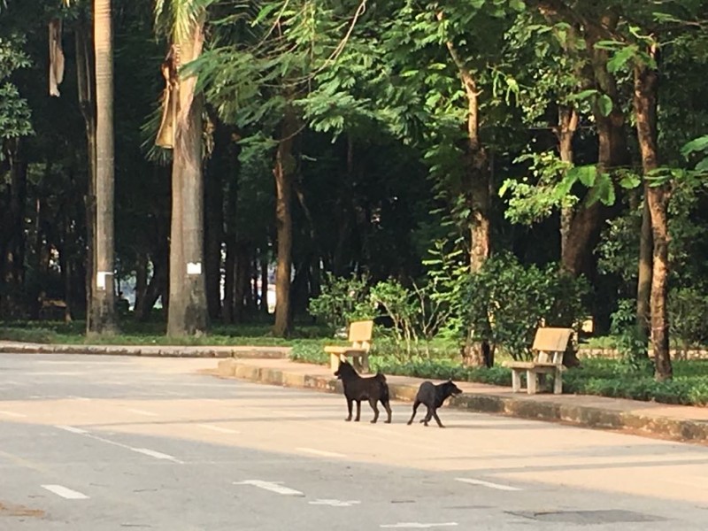 Vẫn còn tình trạng chó thả rông nơi công cộng