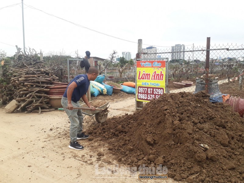 tat bat hoi sinh dao nhat tan sau tet nguyen dan