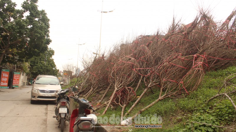 Đào khô chất đầy đê Âu Cơ