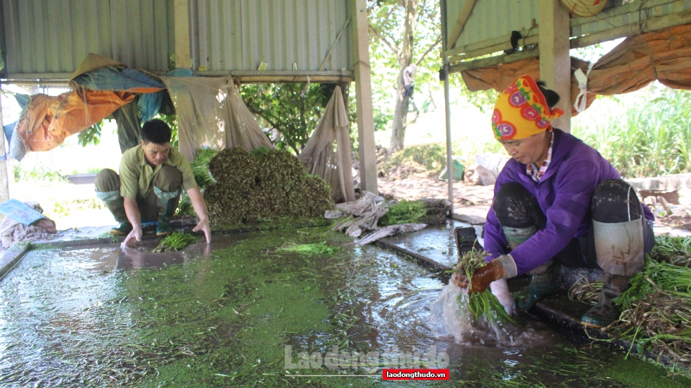 Đưa rau cần Khai Thái trở thành sản phẩm thế mạnh