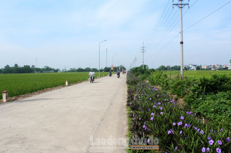 con duong hoa tim xa tam hung bung sac giua mua ha