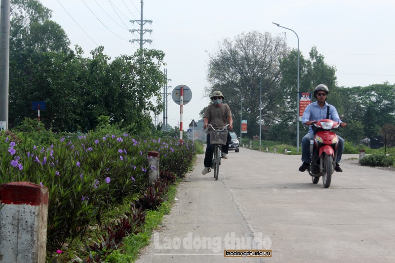 con duong hoa tim xa tam hung bung sac giua mua ha