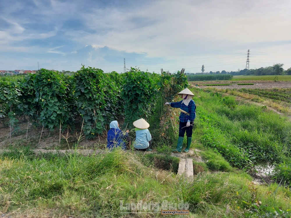 thoi tiet nang nong kho han nguoi nong dan gap kho 3