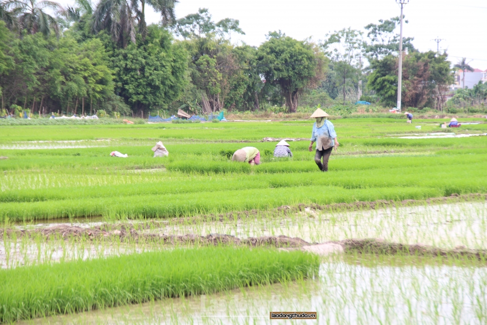 Nông dân tất bật cấy lúa dưới cái nắng như thiêu đốt