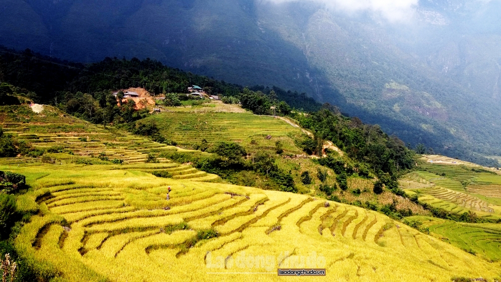 Đẹp ngỡ ngàng mùa vàng vùng cao Bát Xát