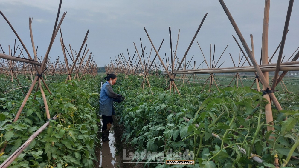 Người dân hối hả vào vụ rau Tết