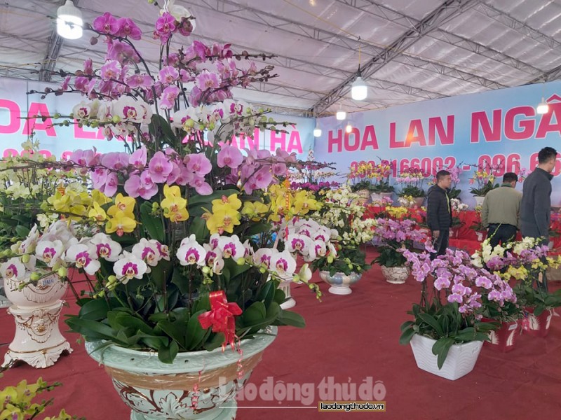 Hà Nội: Hoa lan rực rỡ xuống phố đón Tết