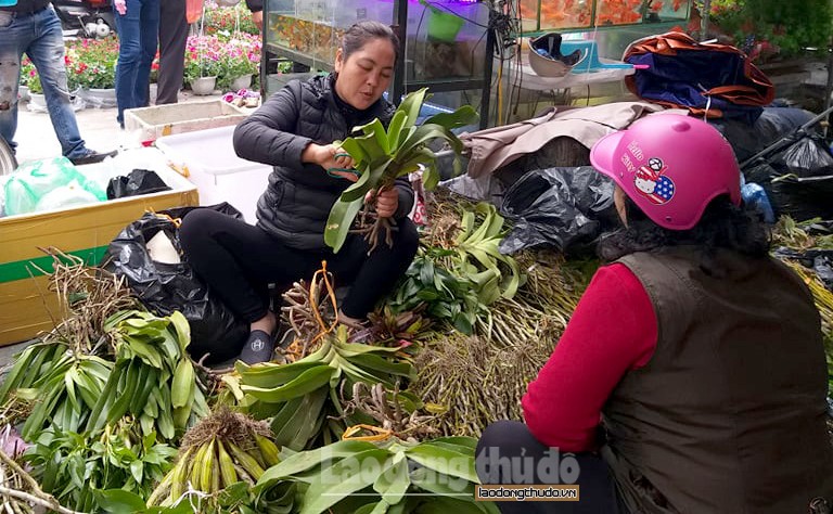 ha noi hoa lan ruc ro xuong pho don tet