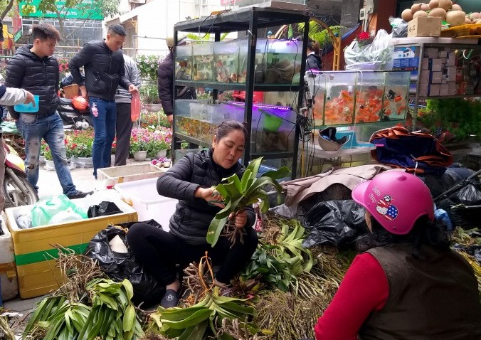 Phố Hoàng Hoa Thám – nơi thỏa niềm đam mê sinh vật cảnh