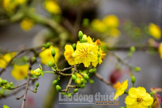 ha noi mai vang xuong pho don xuan sang