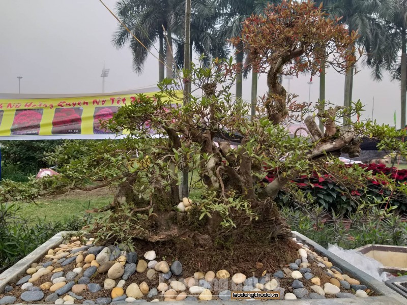 ha noi hoa do quyen tram tuoi duoc het gia tien ty