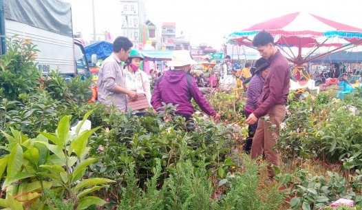 Hội chợ Xuân Liễu Đề - điểm đến của những người yêu thích sinh vật cảnh