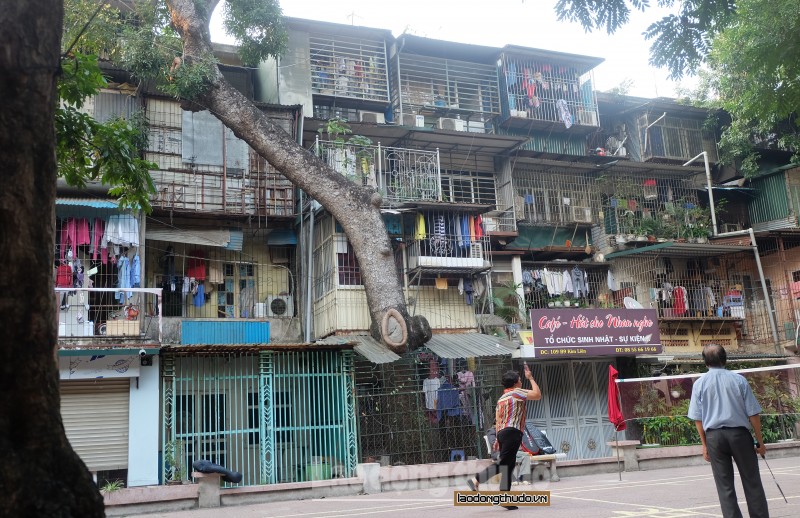 chuyen la cay moc xuyen nha o ha noi