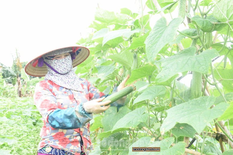 quyet liet trien khai cac bien phap de thuc day san xuat nong nghiep