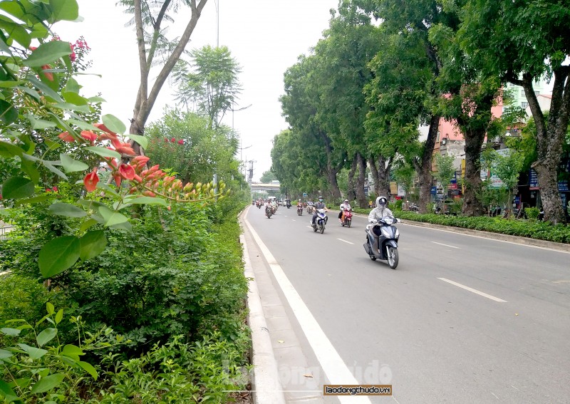 Mô hình trồng cây xanh đa tầng tán: Bước đột phá về cảnh quan