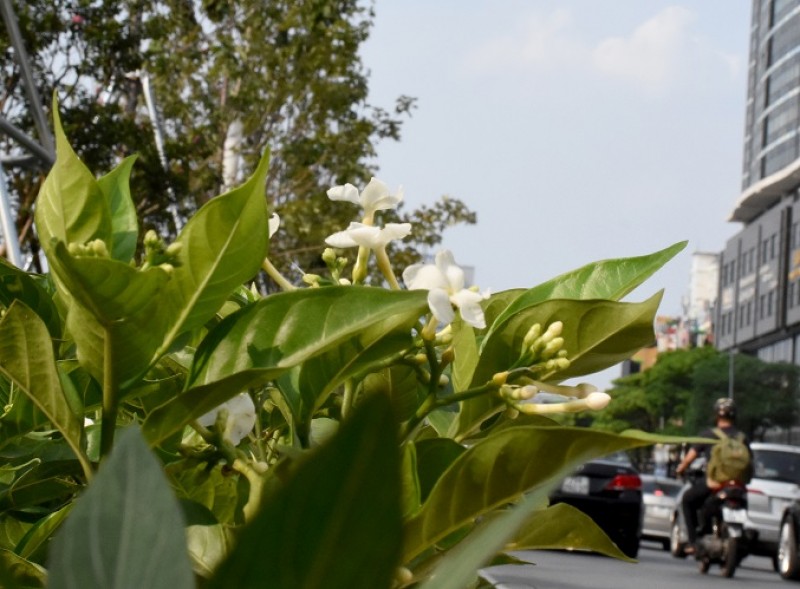 ha noi ruc ro sac hoa tren nhieu tuyen pho