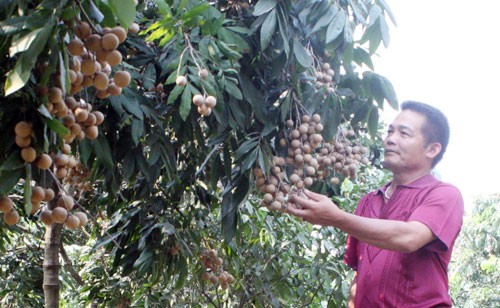 ha noi tap trung ho tro phat trien san xuat nhan chin muon nam 2018