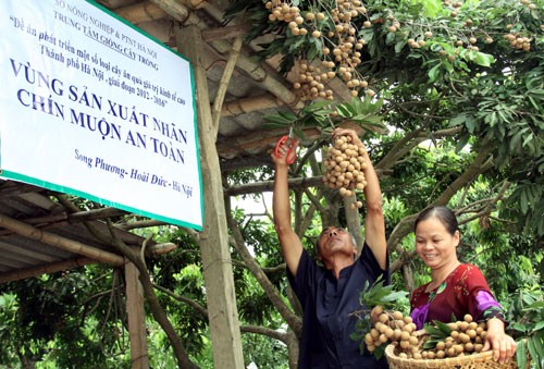 Hà Nội đẩy mạnh ứng dụng công nghệ cao trong sản xuất nhãn chín muộn