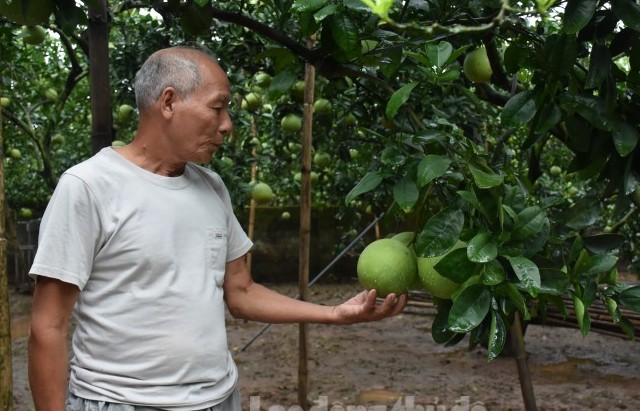 Đẩy mạnh ứng dụng khoa học kỹ thuật để tăng hiệu quả kinh tế từ trồng bưởi