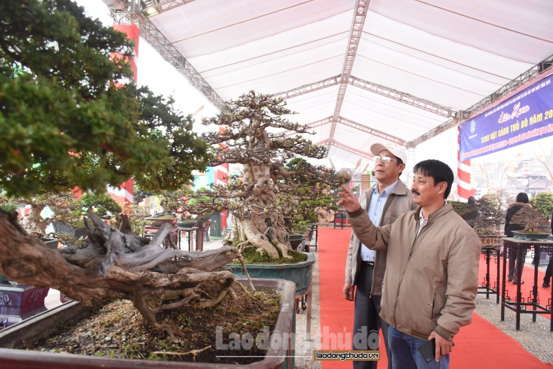 Nâng cao hiệu quả các làng nghề sinh vật cảnh