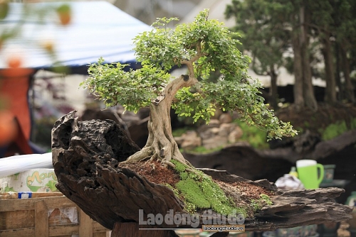 ngam rung bonsai trong tren than cay co thu gia gan ty dong o ha noi