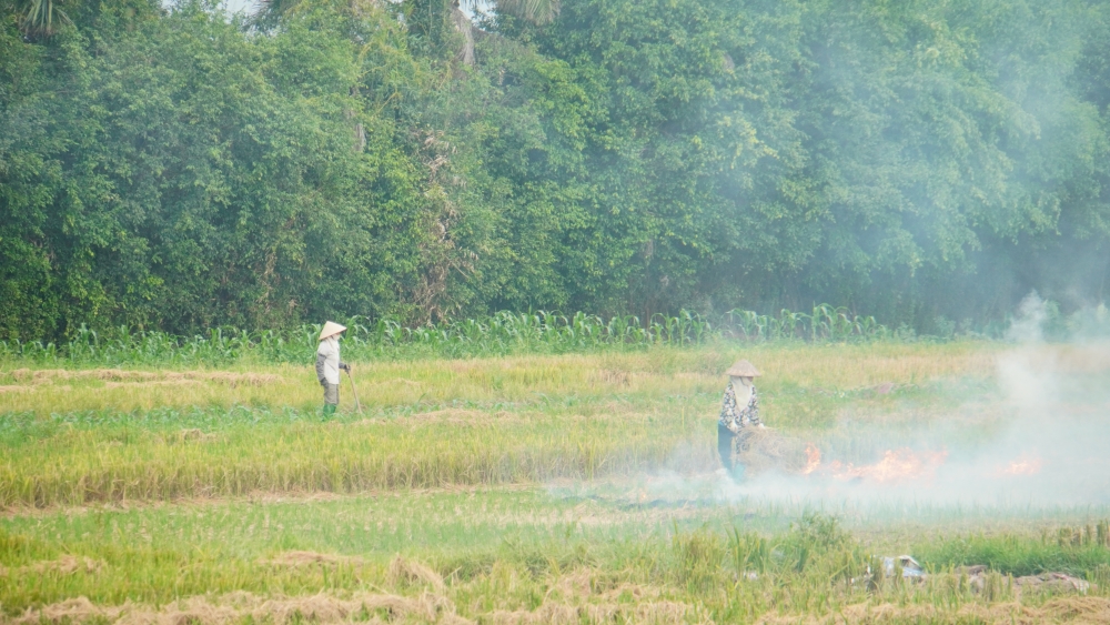 Tái diễn tình trạng đốt rơm rạ trên các cánh đồng, gây ô nhiễm không khí