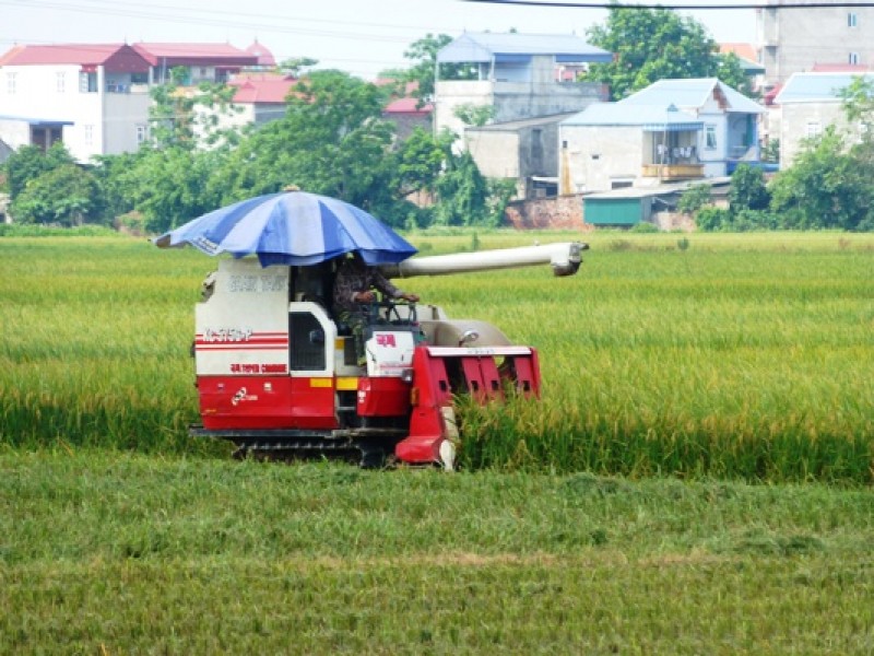 huyen thuong tin phan dau gieo trong dat 5300ha trong vu mua 2017